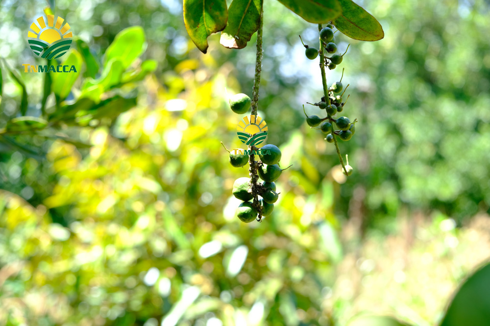 10.Cách SỬ DỤNG HẠT MACCA và ăn bao nhiêu , khi nào là đủ để GIẢM CÂN