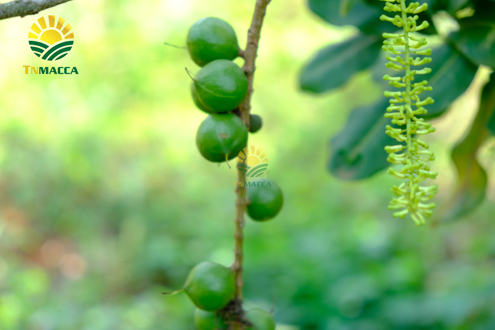 10.mua-hat-macca-daklak-uc-o-dau-uy-tin-tphcm-sai-gon-va-ha-noi