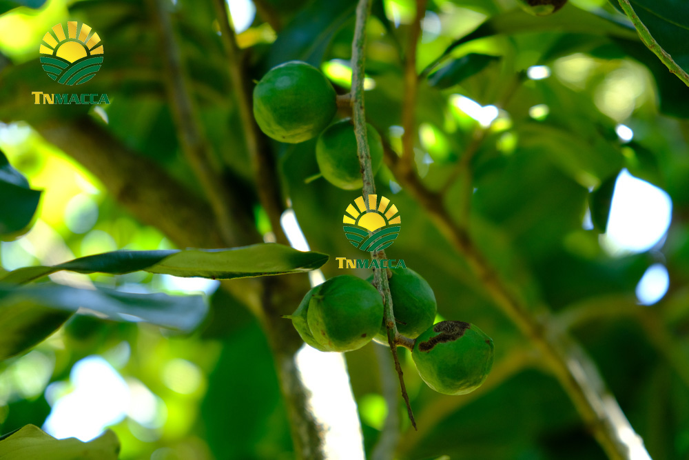 10.tac-dung-cua-hat-macca-4-tac-dung-chinh-cho-moi-lua-tuoi