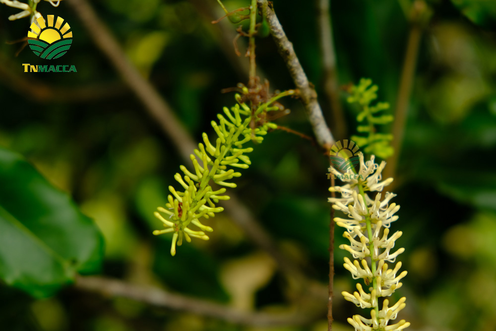 11.hat-macadamia-uc-nu-hoang-la-gi-va-co-tac-dung-gi-gia-bao-nhieu