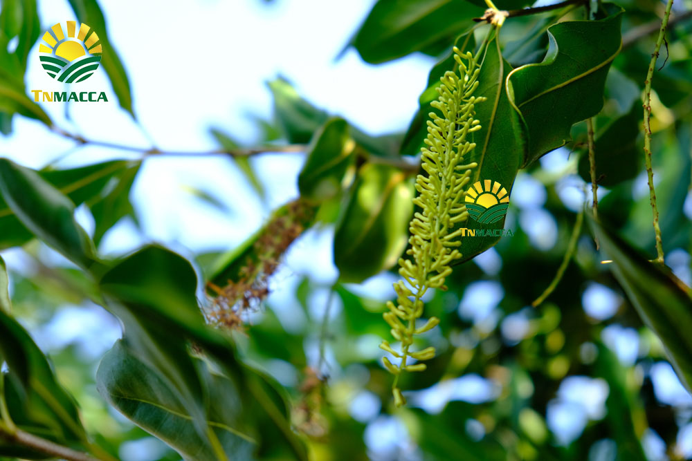 11.hat-macca-say-kho-da-tach-nut-vo-dac-lac-hay-da-lat-gia-re-hon