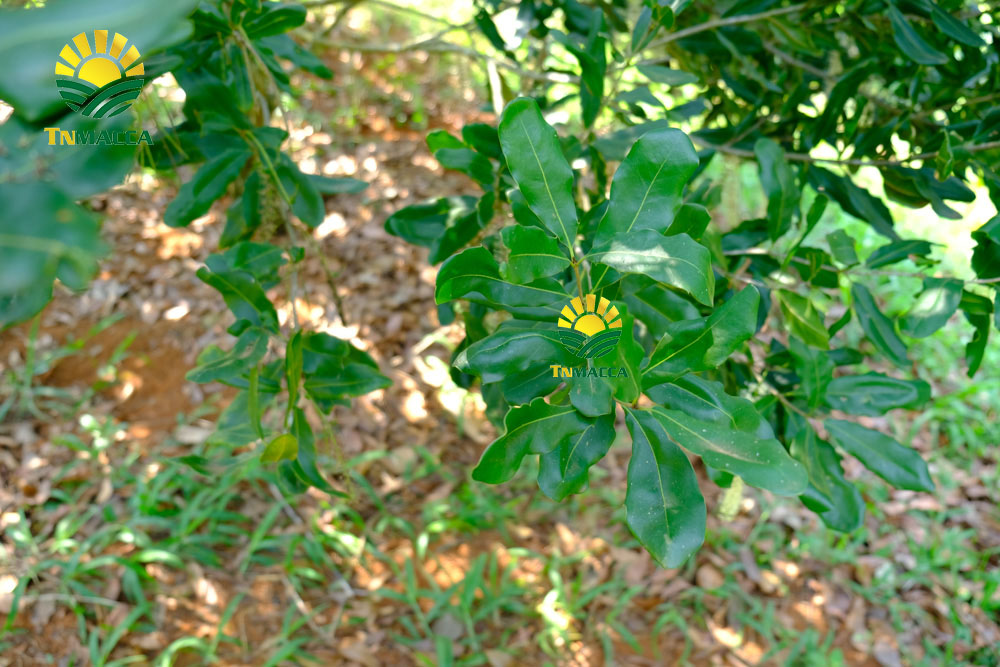 11.hat-macca-uc-dac-diem-uu-diem-va-han-che-cua-macca-uc