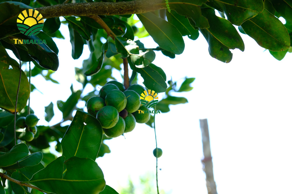 11.tac-dung-cua-hat-macca-4-tac-dung-chinh-cho-moi-lua-tuoi