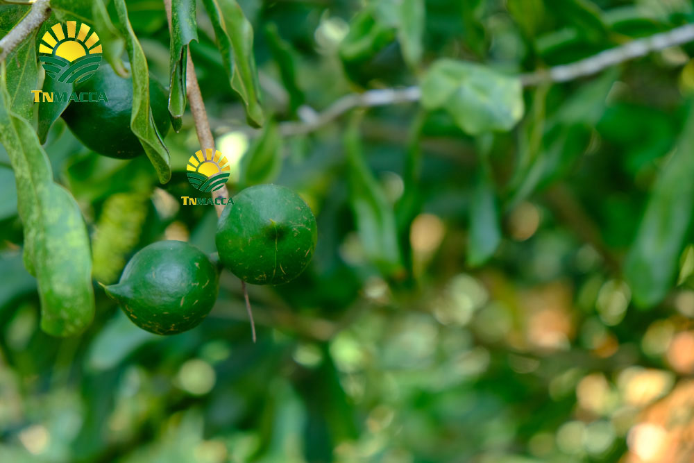 12.2-cach-che-bien-lam-tach-nut-san-vo-hat-macca-tuoi-da-boc-vo-xanh