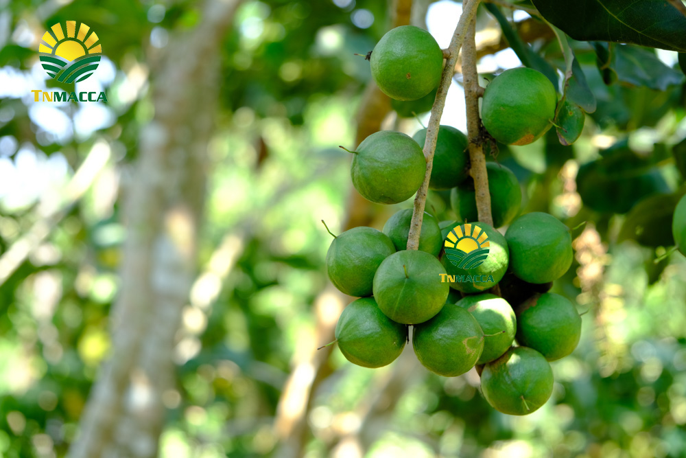 12.gia-hat-macca-4-cach-chon-san-pham-hat-macca-chat-luong-gia-tot