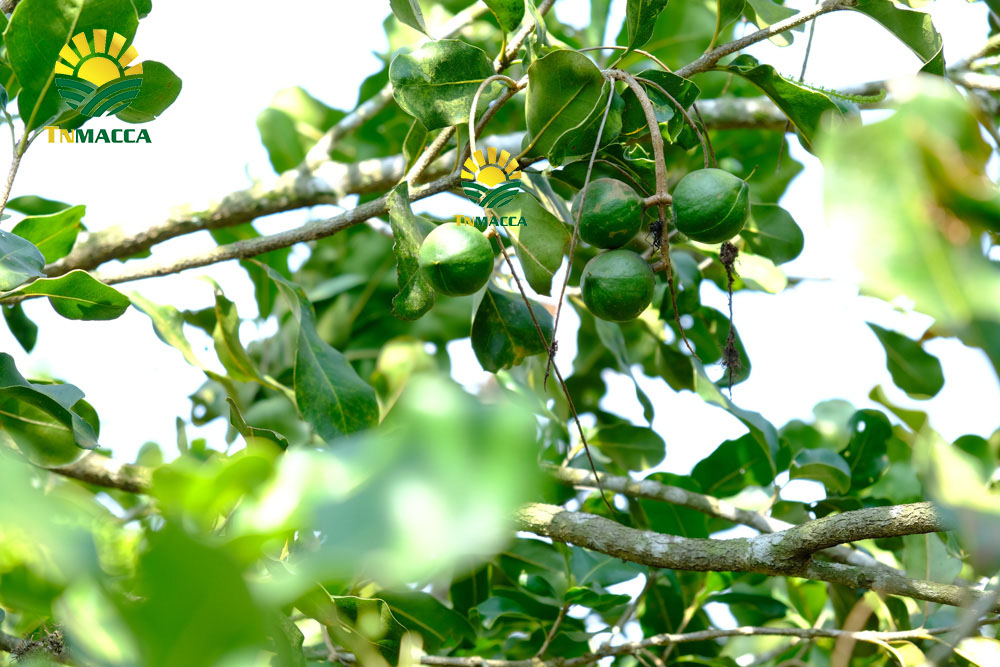 12.hat-macca-daklak-5-san-pham-hot-duoc-che-bien-tu-hat-macca-daklak