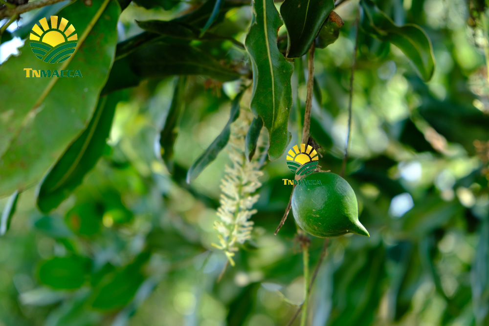 12.hat-macca-say-kho-da-tach-nut-vo-dac-lac-hay-da-lat-gia-re-hon