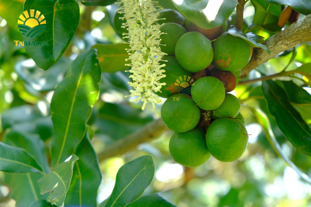 12.hat-macca-trung-quoc-5-cach-de-nhan-biet-macca-trung-quoc