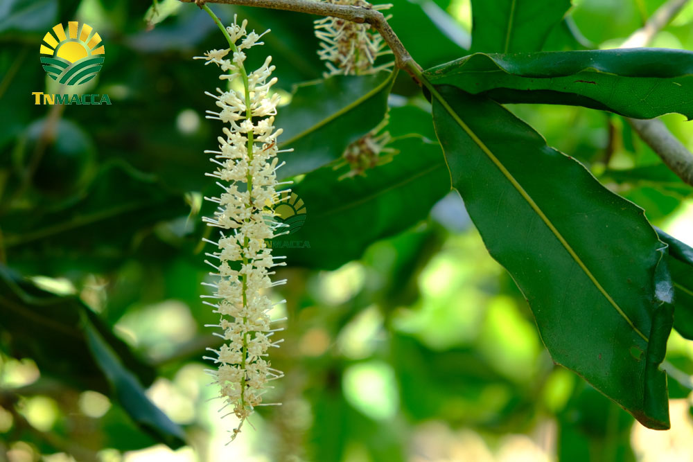 12.hat-macca-uc-mourad-s-500g-va-hat-macca-my-tach-vo-gia-bao-nhieu