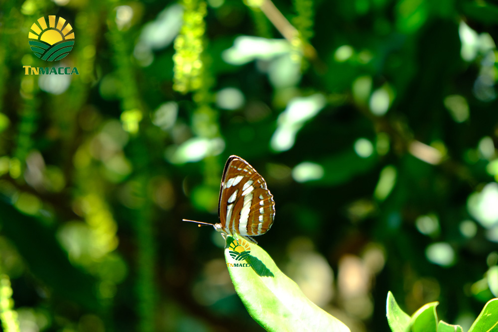 12.hat-macca-viet-nam-6-yeu-to-tao-nen-chat-luong-hat-mac-ca-viet