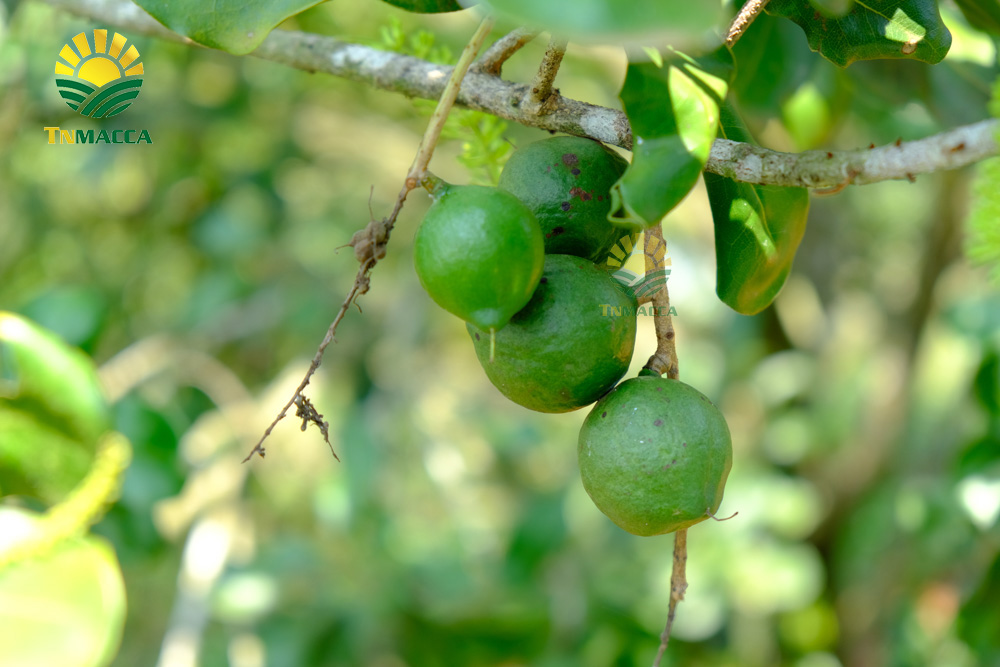 12.mua-hat-macca-daklak-uc-o-dau-uy-tin-tphcm-sai-gon-va-ha-noi