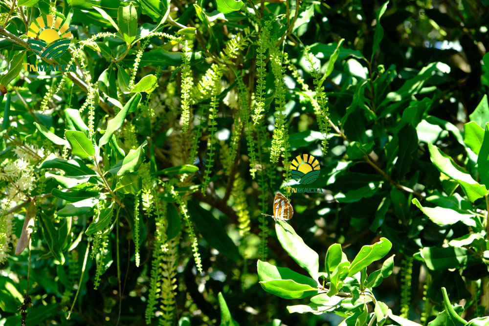 13.cach-rang-say-hat-macca-nguyen-vo-bang-chao-lo-nuong-va-lo-vi-song