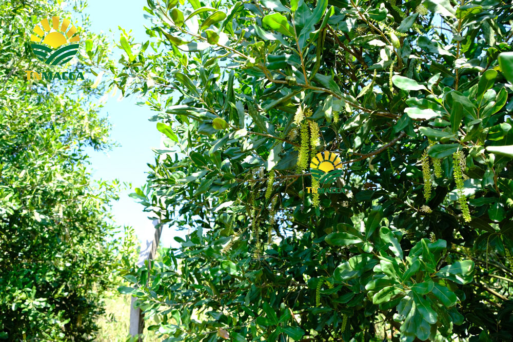 13.hat-macca-viet-nam-6-yeu-to-tao-nen-chat-luong-hat-mac-ca-viet