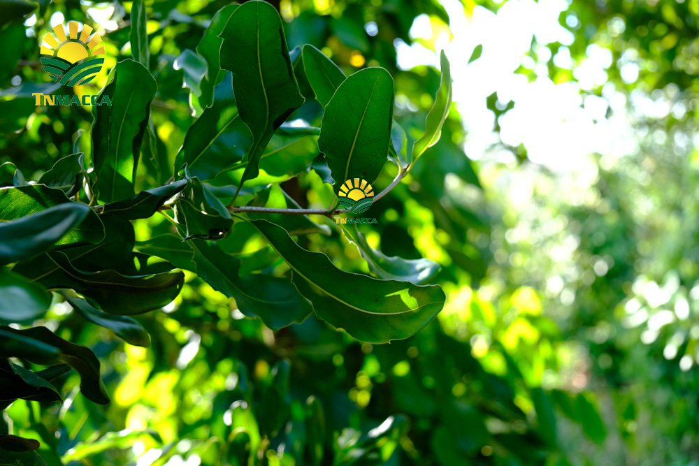 14.hat-macca-viet-nam-6-yeu-to-tao-nen-chat-luong-hat-mac-ca-viet