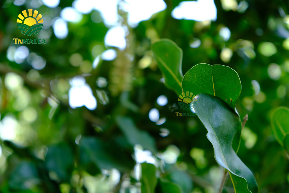 14.mua-hat-macca-daklak-uc-o-dau-uy-tin-tphcm-sai-gon-va-ha-noi