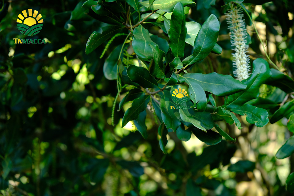 14.tac-dung-cua-hat-macca-4-tac-dung-chinh-cho-moi-lua-tuoi