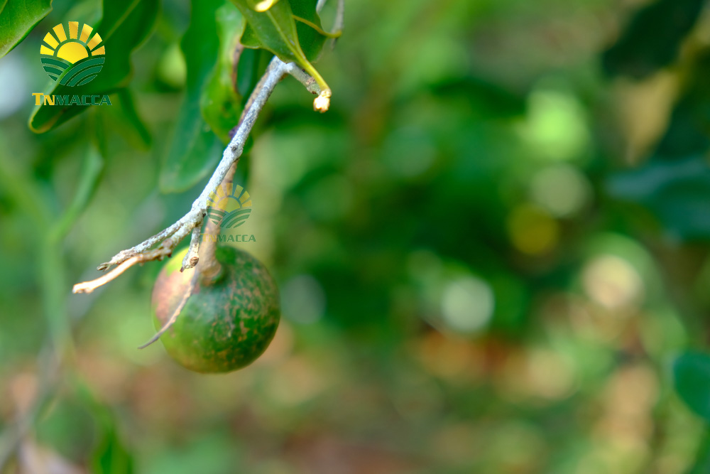 15.4-tac-dung-cua-hat-macca-voi-ba-bau-cach-su-dung-an-de-tot-nhat