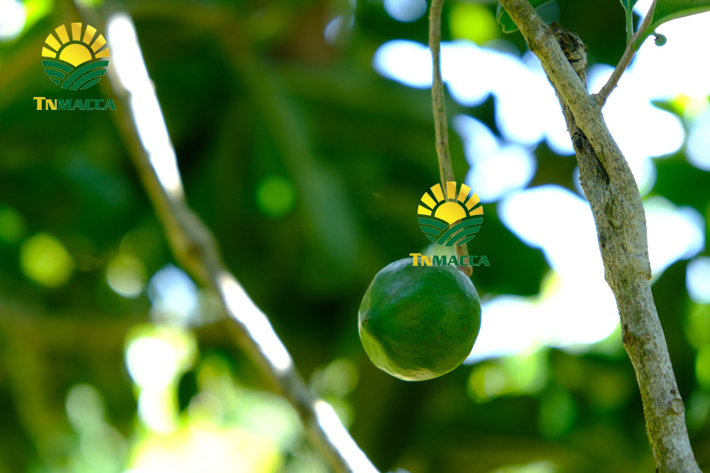 15.Cách SỬ DỤNG HẠT MACCA và ăn bao nhiêu , khi nào là đủ để GIẢM CÂN