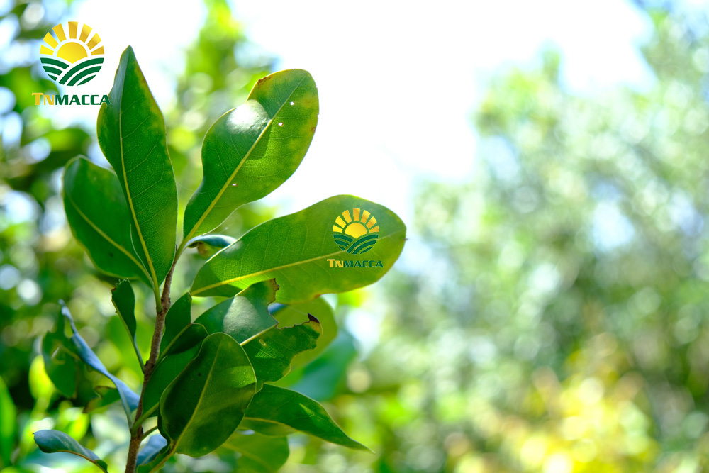 15.cach-rang-say-hat-macca-nguyen-vo-bang-chao-lo-nuong-va-lo-vi-song