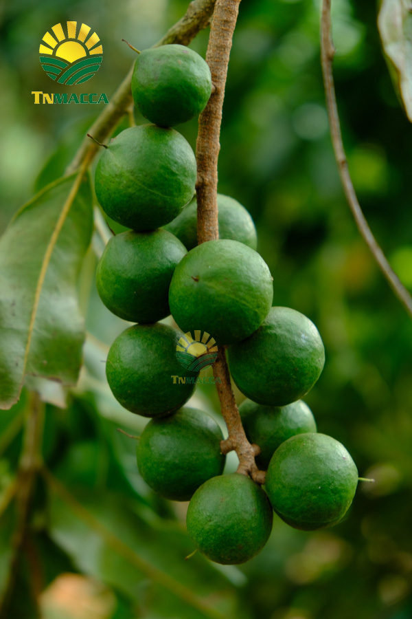 15.hat-macadamia-uc-nu-hoang-la-gi-va-co-tac-dung-gi-gia-bao-nhieu