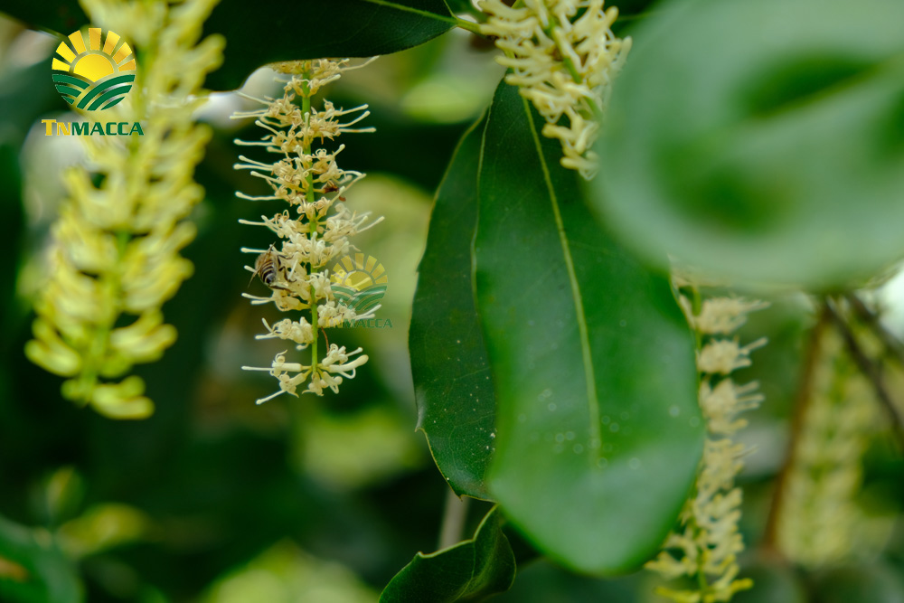 15.hat-macca-uc-mourad-s-500g-va-hat-macca-my-tach-vo-gia-bao-nhieu