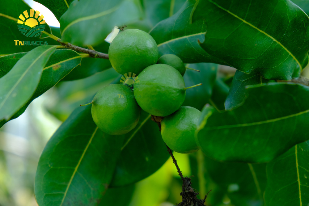 15.mua-hat-macca-daklak-uc-o-dau-uy-tin-tphcm-sai-gon-va-ha-noi