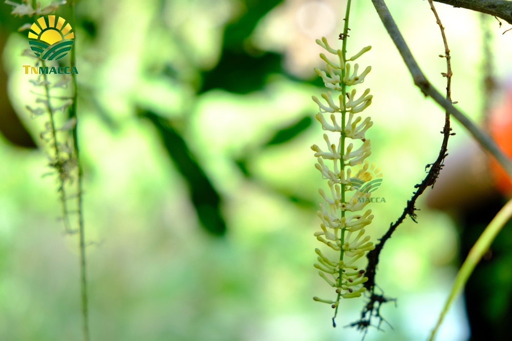 16.4-tac-dung-cua-hat-macca-voi-ba-bau-cach-su-dung-an-de-tot-nhat