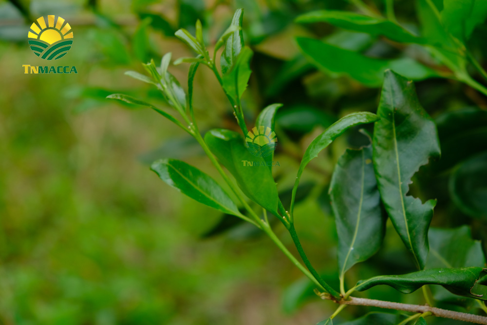 16.hat-macadamia-uc-nu-hoang-la-gi-va-co-tac-dung-gi-gia-bao-nhieu