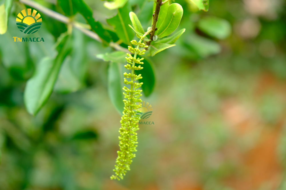 16.hat-macca-uc-mourad-s-500g-va-hat-macca-my-tach-vo-gia-bao-nhieu