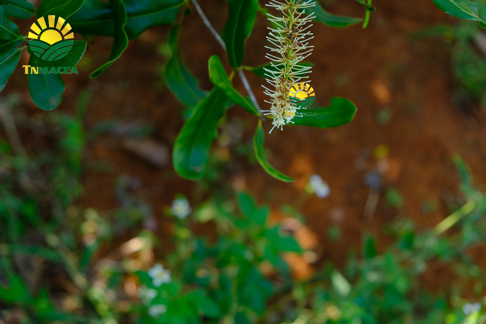 16.tac-dung-cua-hat-macca-4-tac-dung-chinh-cho-moi-lua-tuoi