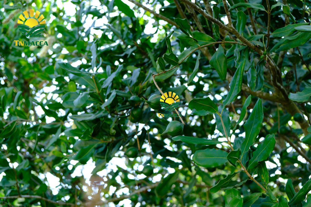 17.gia-hat-macca-4-cach-chon-san-pham-hat-macca-chat-luong-gia-tot