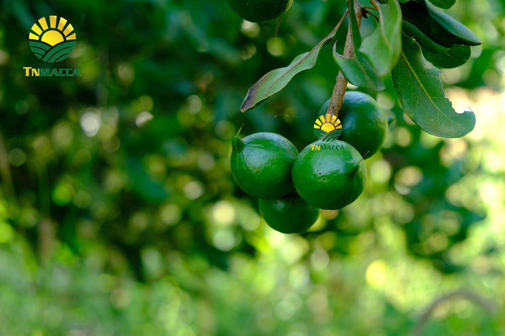 17.hạt macca tươi