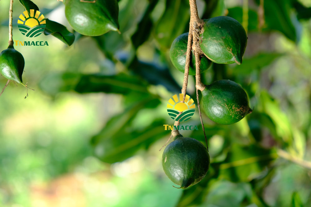 18.2-cach-che-bien-lam-tach-nut-san-vo-hat-macca-tuoi-da-boc-vo-xanh