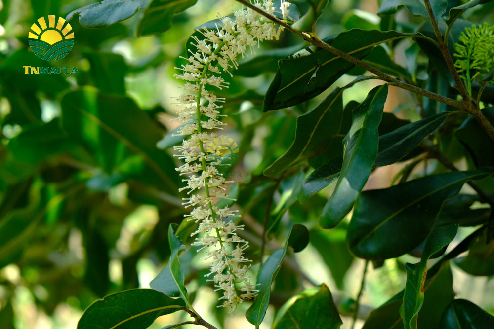 18.Xem ngay những sản phẩm hạt macca sấy nứt   với những ƯU ĐÃI lớn nhất trong năm của Tnmacca nhé. (Giảm giá lên đến 80% )