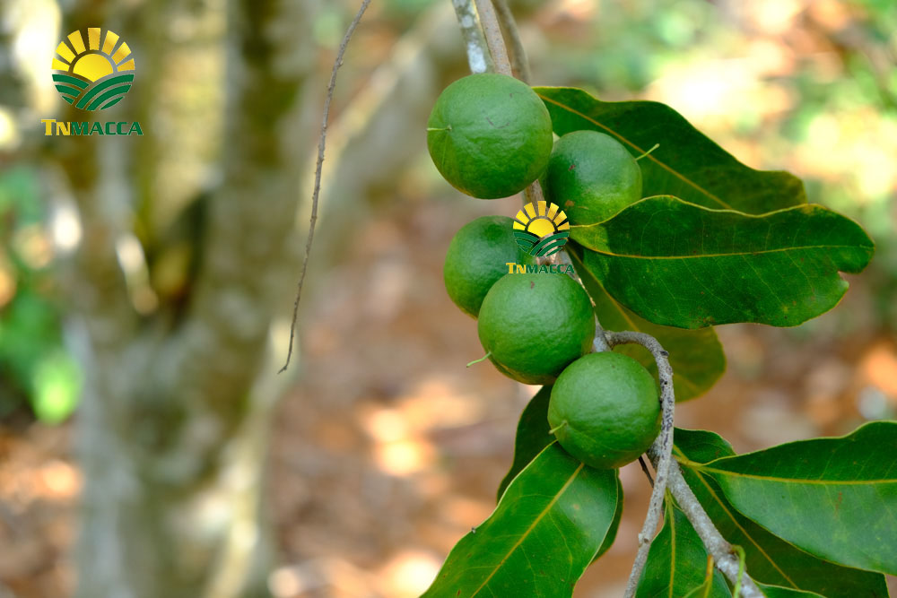 18.gia-hat-macca-4-cach-chon-san-pham-hat-macca-chat-luong-gia-tot