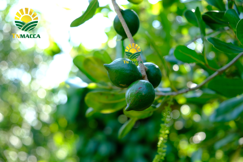 18.hạt macca tươi