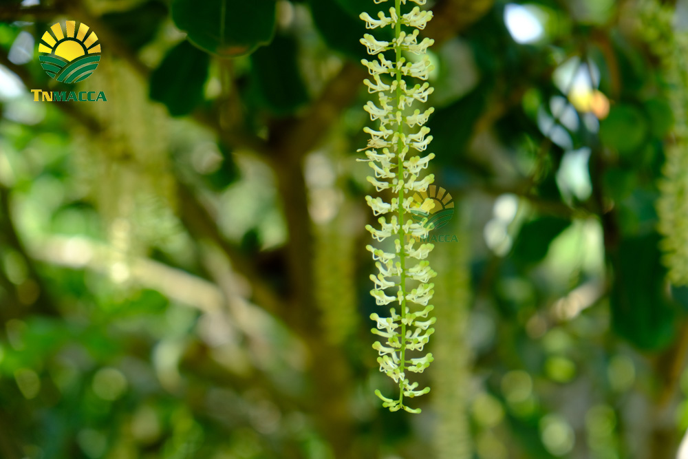 18.hat-macadamia-uc-nu-hoang-la-gi-va-co-tac-dung-gi-gia-bao-nhieu