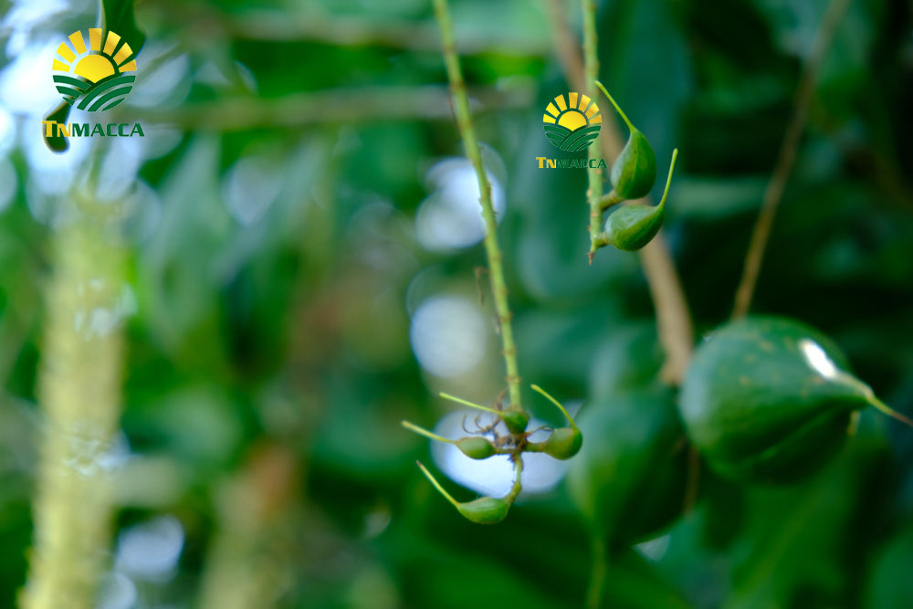 18.hat-macca-uc-dac-diem-uu-diem-va-han-che-cua-macca-uc