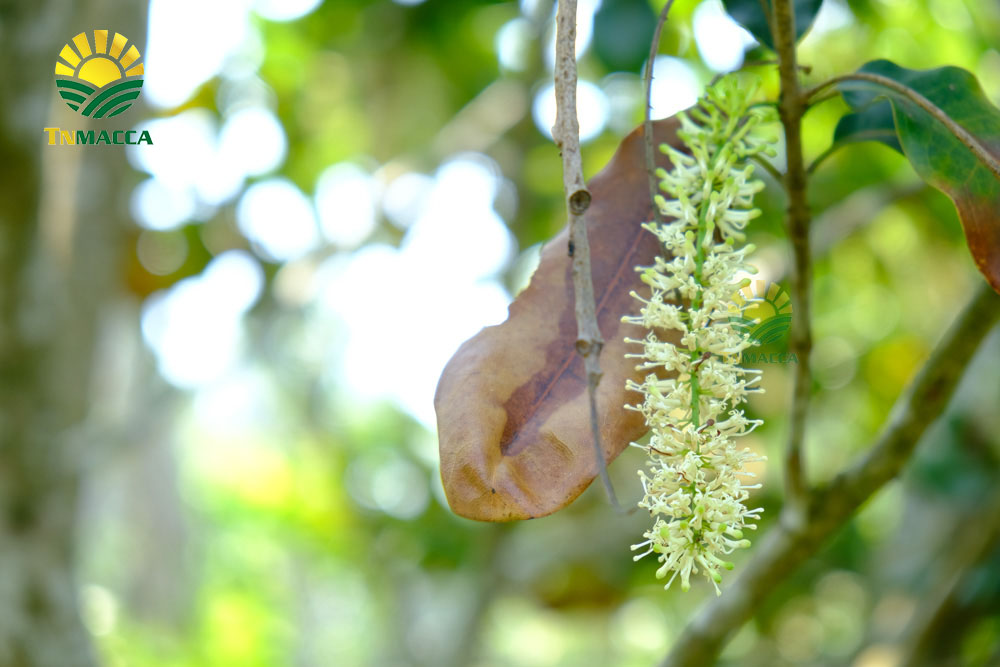 18.hat-macca-uc-mourad-s-500g-va-hat-macca-my-tach-vo-gia-bao-nhieu