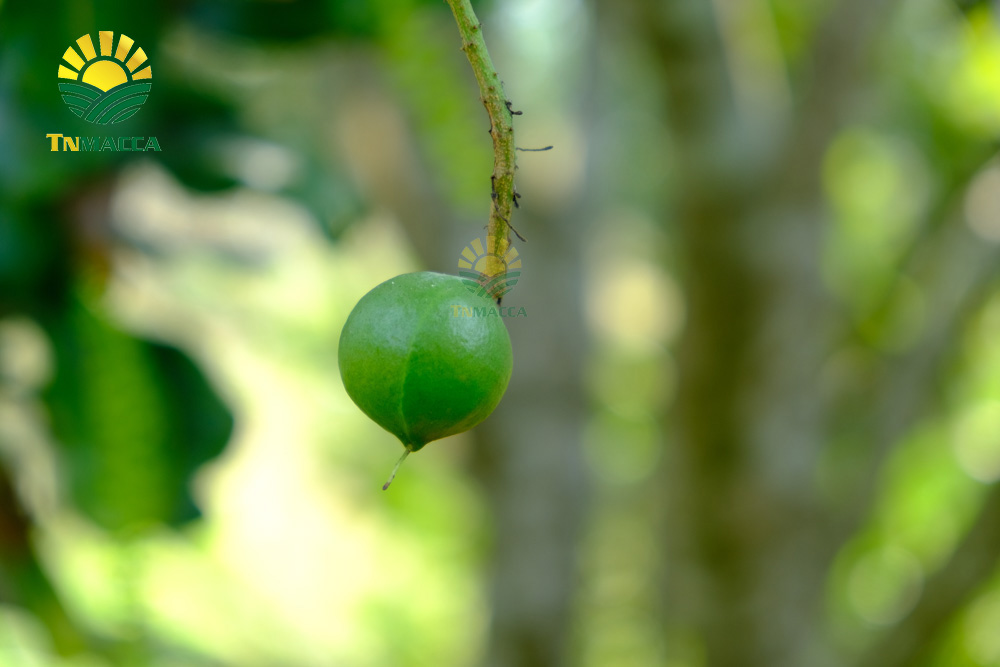 18.mua-hat-macca-daklak-uc-o-dau-uy-tin-tphcm-sai-gon-va-ha-noi