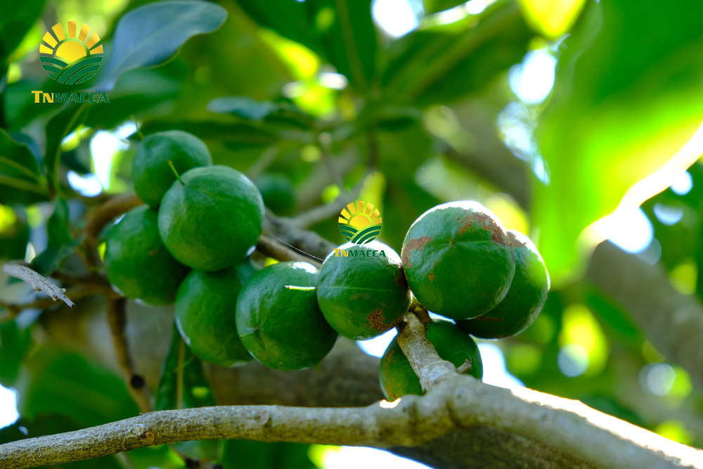 18.mua-hat-macca-o-dau-uy-tin-tai-ha-noi-voi-gia-si-va-chat-luong