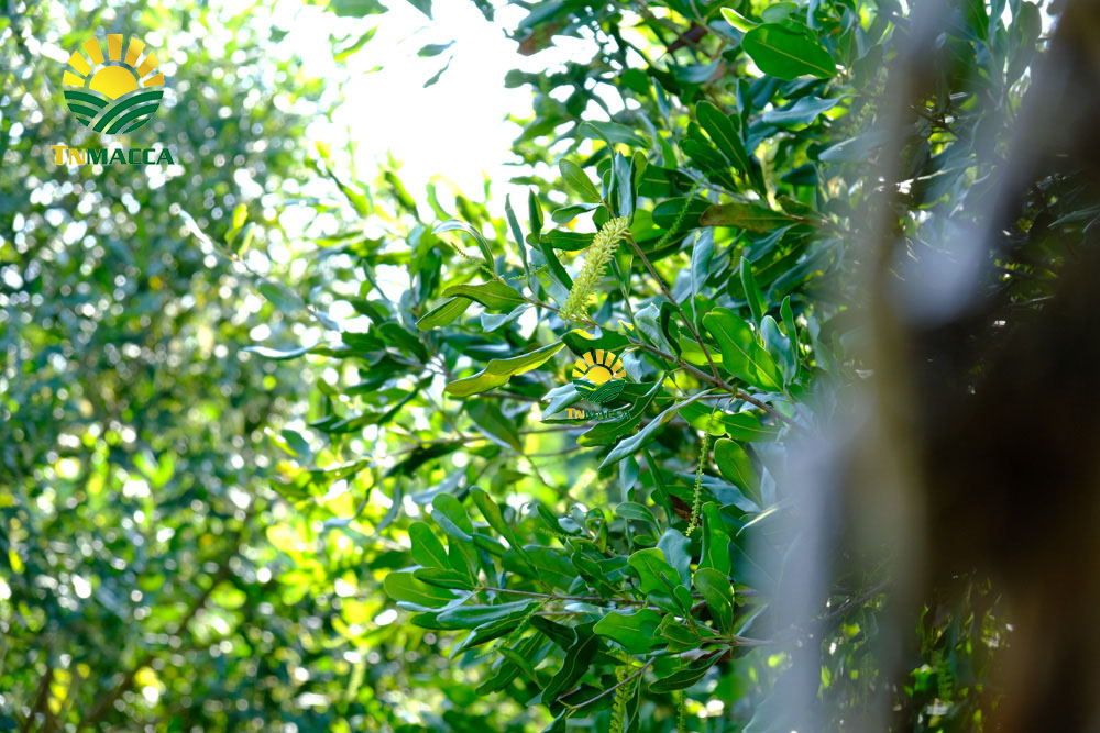 19.cach-rang-say-hat-macca-nguyen-vo-bang-chao-lo-nuong-va-lo-vi-song