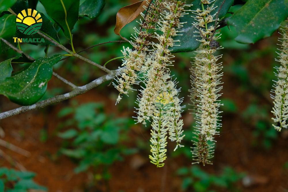 19.hat-macadamia-uc-nu-hoang-la-gi-va-co-tac-dung-gi-gia-bao-nhieu