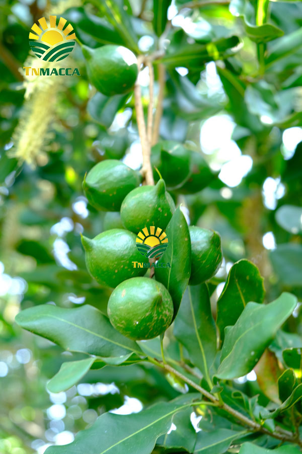 19.hat-macca-daklak-5-san-pham-hot-duoc-che-bien-tu-hat-macca-daklak