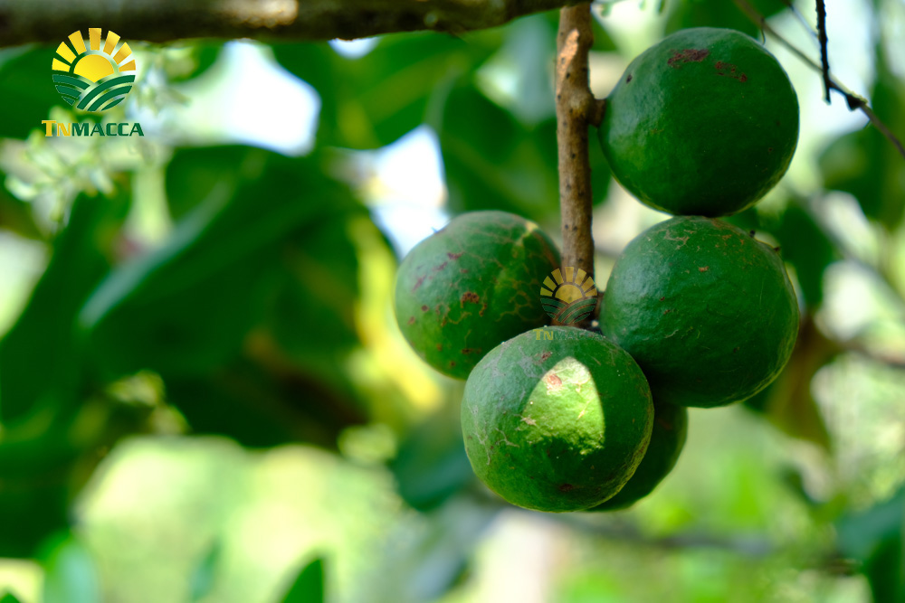 19.mua-hat-macca-daklak-uc-o-dau-uy-tin-tphcm-sai-gon-va-ha-noi