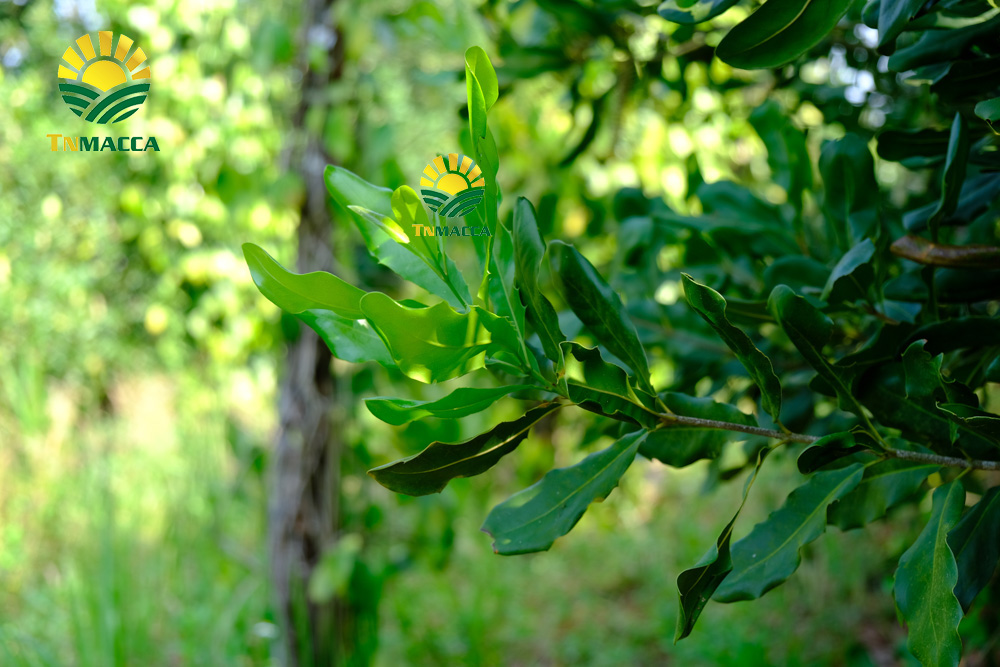 1.cach-che-bien-nau-chao-hat-macca-thom-ngon-nhat-cho-be-an-dam
