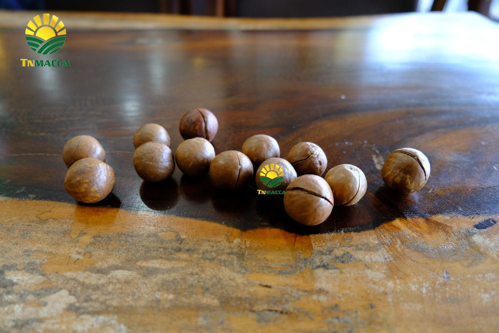 1.tac-dung-cua-hat-macca-4-tac-dung-chinh-cho-moi-lua-tuoi