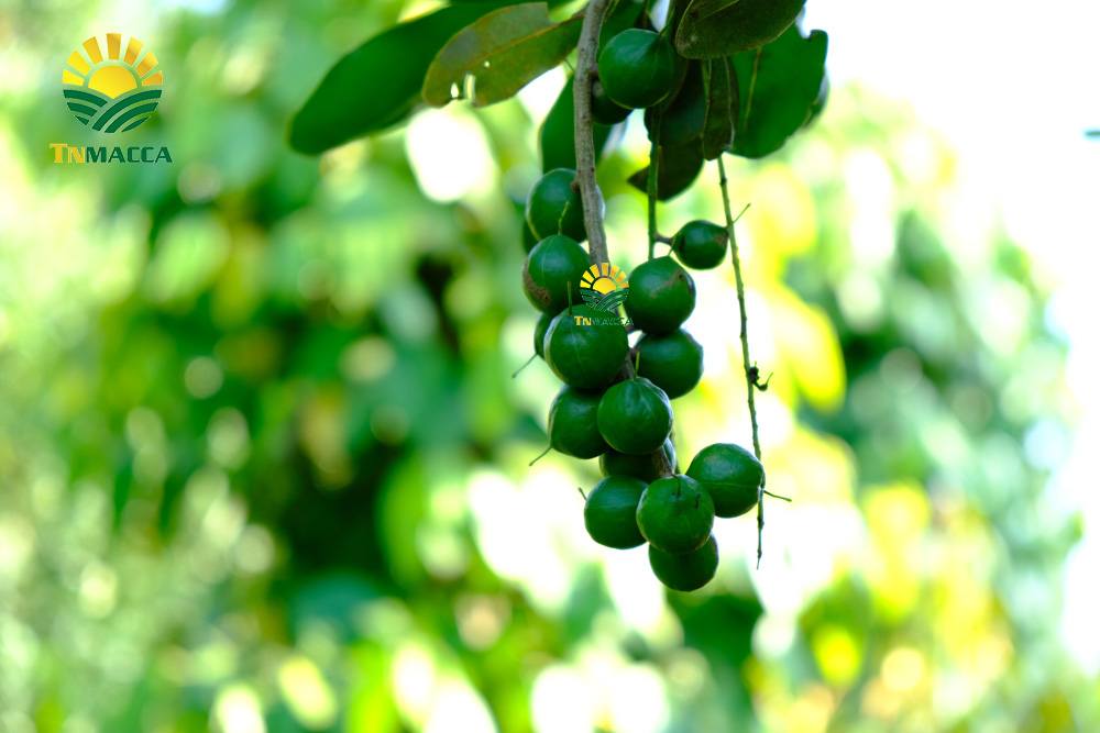 20.Cách SỬ DỤNG HẠT MACCA và ăn bao nhiêu , khi nào là đủ để GIẢM CÂN