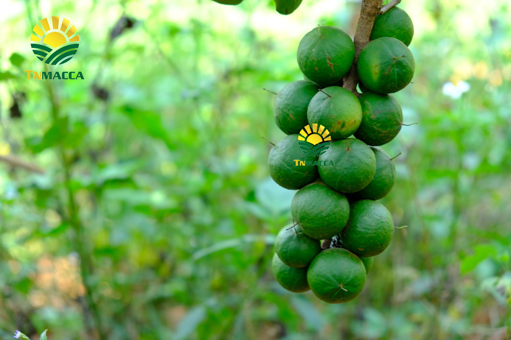 20.cach-che-bien-nau-chao-hat-macca-thom-ngon-nhat-cho-be-an-dam