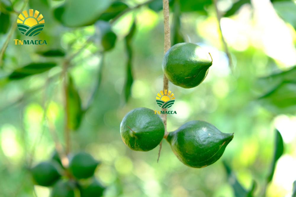 20.gia-hat-macca-4-cach-chon-san-pham-hat-macca-chat-luong-gia-tot